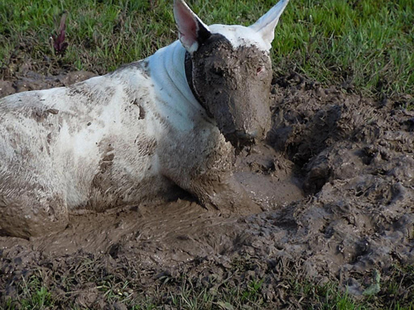 why do dogs roll in mud