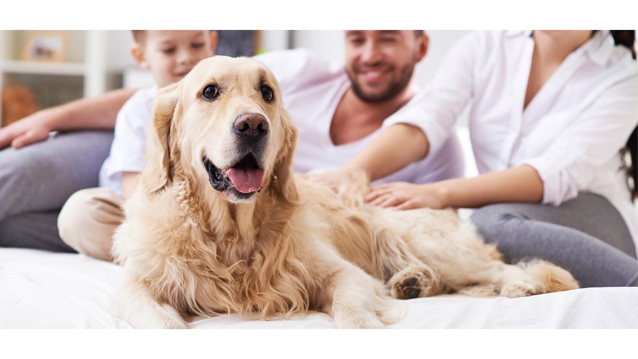 Adorable older yellow labrador getting pet by his family.