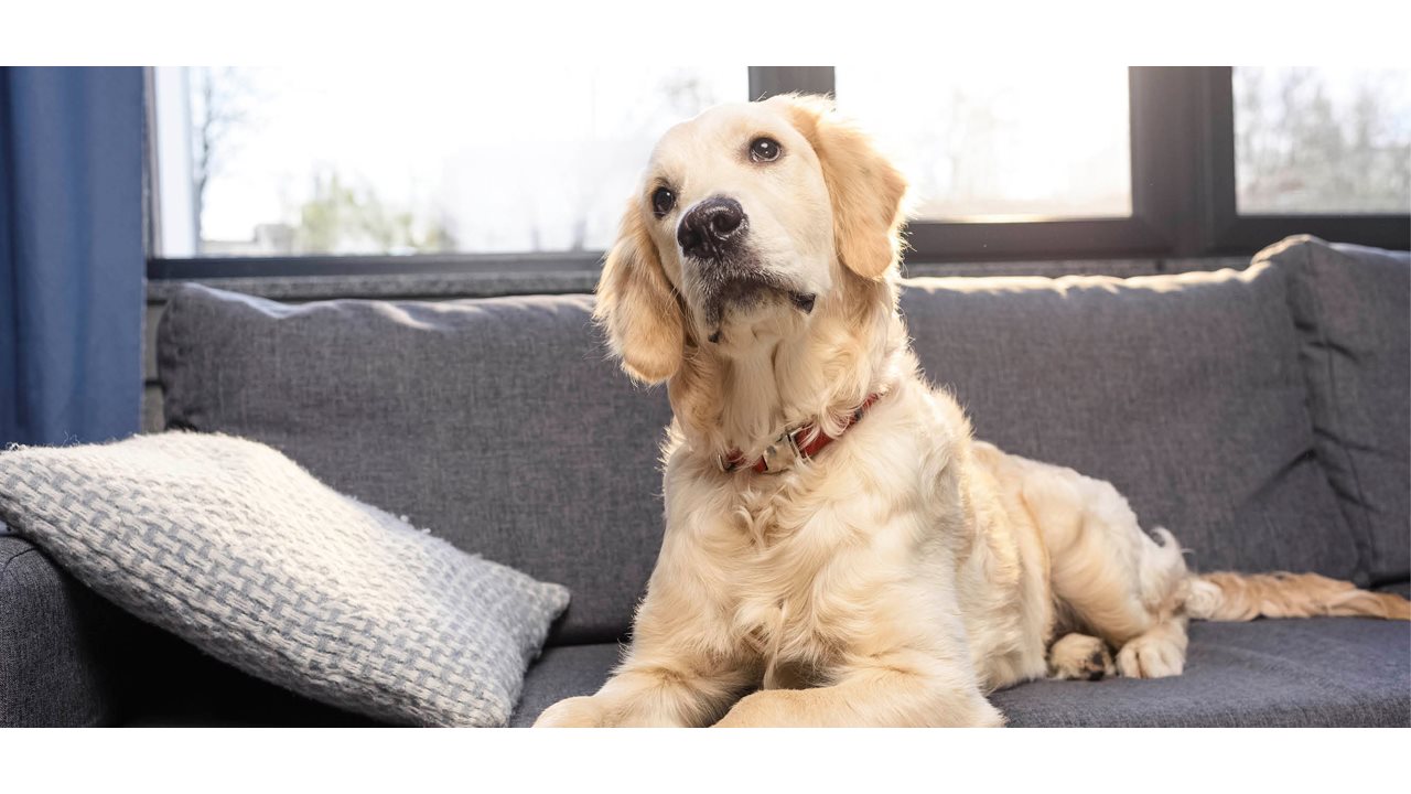 Yellow lab tilting he's head to the side while sitting on the gray couch in the living room.