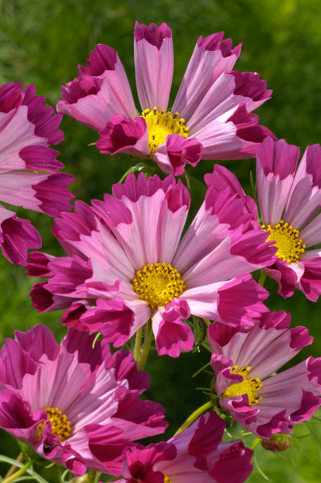 Sahin Cosmos Sea Shell Red with its cylandrical petals and bright yellow center planted in a garden.