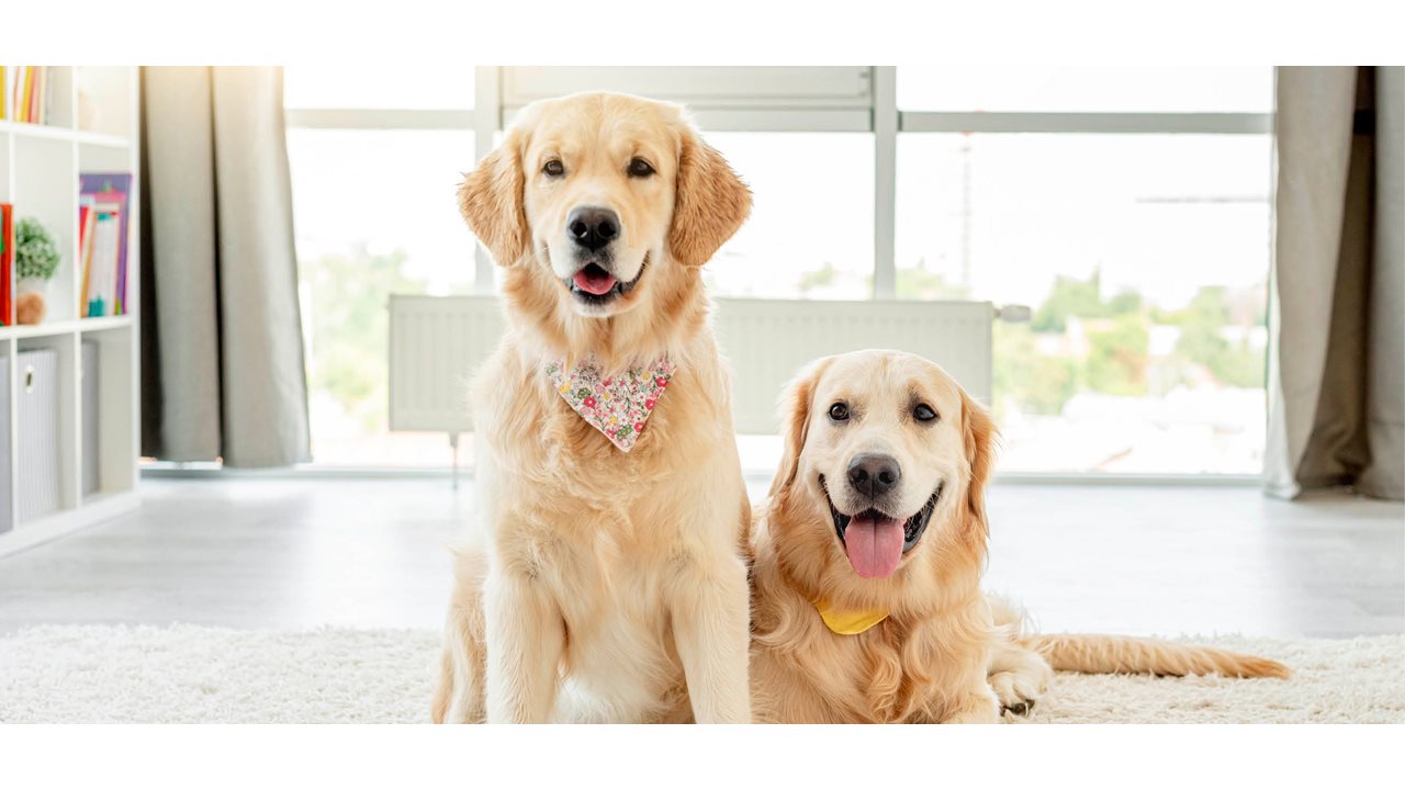 Two adorable labs sitting on the floor in the living room.