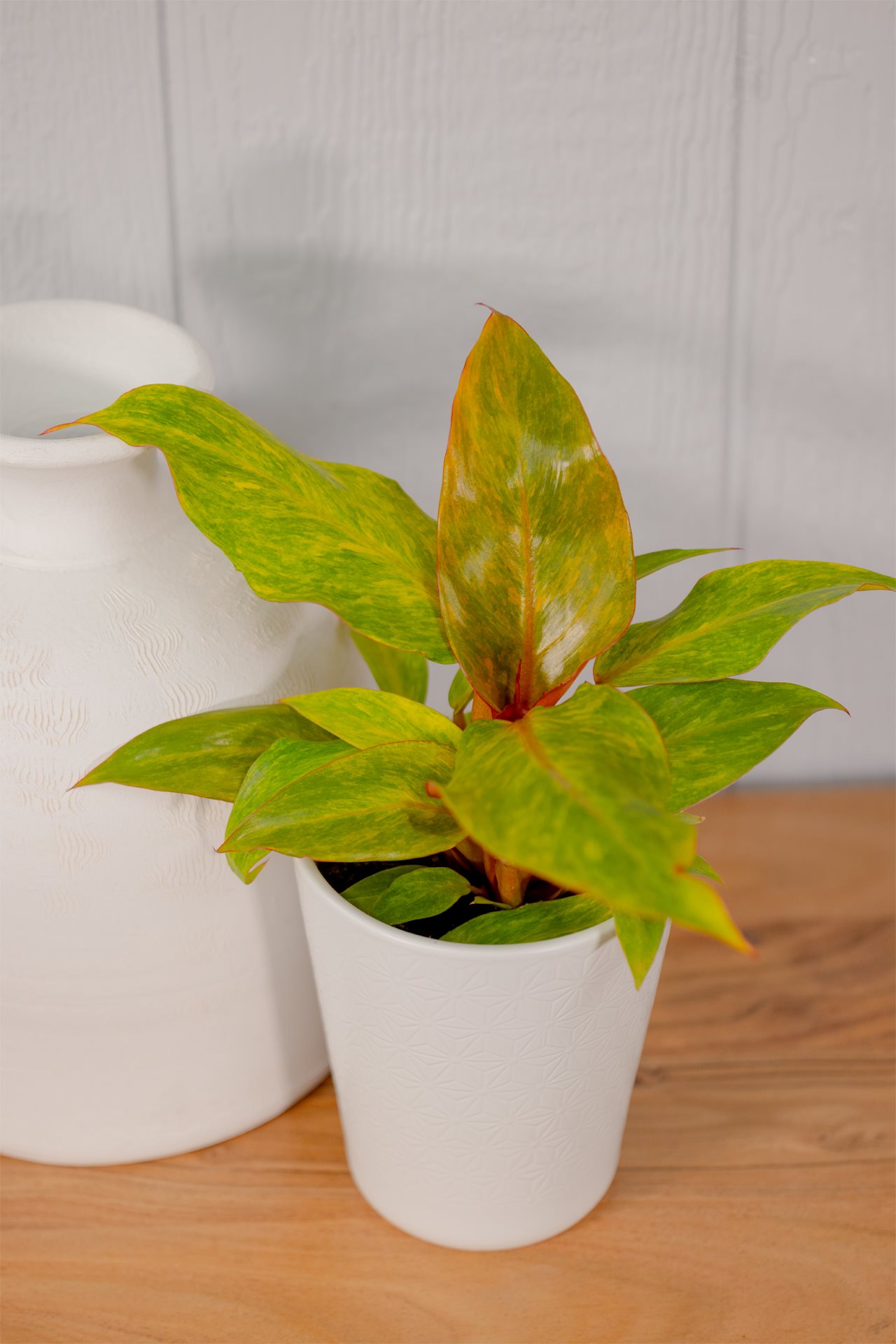 A Prismacolor Orange-you-Gorgeous Philodendron in a small pot.